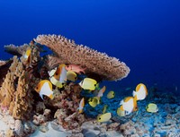 French frigate shoals reefscape, in the Northwestern Hawaiian Islands. Original public domain image from Flickr