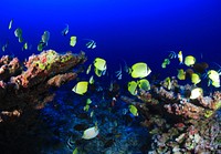 Fish on deep reef. Original public domain image from Flickr