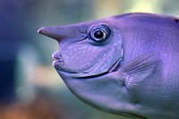 The White Margined Unicornfish (Naso annulatus) is an unusual looking fish species that belongs to the &lsquo;Surgeonfishes&rsquo; family Acanthuridae which also includes &lsquo;Unicornfishes&rsquo; and &lsquo;Tangs&rsquo;. This species can be found living in the warm tropical waters of the Indo-Pacific where it can generally be seen in large schools along coral reefs generally in depths greater than 25 metres. The body is silver-blue in colour whilst the horn on the front of the head does not develop until the fish is approximately 20cm in size. Original public domain image from Flickr