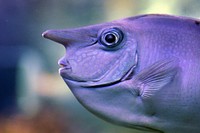 The White Margined Unicornfish (Naso annulatus) is an unusual looking fish species that belongs to the ‘Surgeonfishes’ family Acanthuridae which also includes ‘Unicornfishes’ and ‘Tangs’. This species can be found living in the warm tropical waters of the Indo-Pacific where it can generally be seen in large schools along coral reefs generally in depths greater than 25 metres. The body is silver-blue in colour whilst the horn on the front of the head does not develop until the fish is approximately 20cm in size. Original public domain image from Flickr