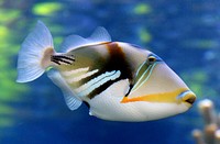 The reef, rectangular, or wedge-tail triggerfish, also known by its Hawaiian name, humuhumunukunukuāpuaʻa (pronounced [ˈhumuˈhumuˈnukuˈnukuˈwaːpuˈwɐʔə]), also spelled Humuhumunukunukuapua'a or just humuhumu for short; meaning "triggerfish with a snout like a pig." is one of several species of triggerfish. Classified as Rhinecanthus rectangulus, it is endemic to the salt water coasts of various central and south Pacific Ocean islands. It is often asserted that the Hawaiian name is one of the longest words in the Hawaiian language and that "the name is longer than the fish.". Original public domain image from Flickr