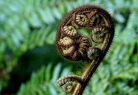 The koru, which is often used in Māori art as a symbol of creation, is based on the shape of an unfurling fern frond. Its circular shape conveys the idea of perpetual movement, and its inward coil suggests a return to the point of origin. The koru therefore symbolises the way in which life both changes and stays the same. Original public domain image from Flickr