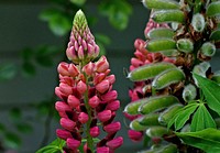 Russell LupinsLupinus polyphyllus is a species of lupine native to western North America from southern Alaska and British Columbia east to Alberta and western Wyoming, and south to Utah and California. Original public domain image from Flickr