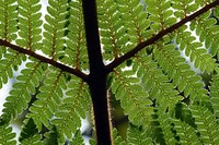 Fern patterns. The underside of one of New Zealands many ferns. Original public domain image from Flickr