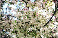 Spring background with white flower. Original public domain image from Flickr