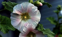 Alcea, commonly known as hollyhocks, is a genus of about 60 species of flowering plants in the mallow family Malvaceae. They are native to Asia and Europe. Original public domain image from Flickr