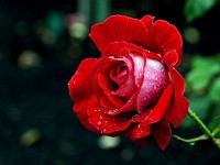 Hybrid Tea Rose 'Candella'. A rose with beautiful, large, shapely blooms of deep crimson-maroon with a hint of silver on the reverse of the petals. Nice light fragrance and good repeat flowering. Resistant to disease. Original public domain image from Flickr