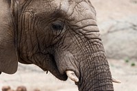 Closeup on face of African elephant at Oakland Zoo