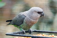 Female red-bellied parrot perched and eating at Oakland Zoo