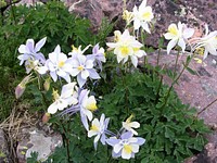 Columbine in the High UintasWildflowers in Reader Creek Drainage, Ashley National Forest. Credit: US Forest Service. Original public domain image from Flickr