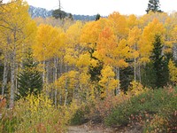 Aspen 2 just off Forest Road 172Fall Colors on the Boise National Forest just off of Forest Road 172. Photo by Lisa Kennedy, taken October 2011. Credit: US Forest Service. Original public domain image from Flickr