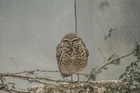 Burrowing Owl at the Budapest zoo