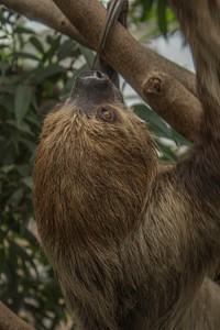 Sloth at the zoo. Free public domain CC0 photo.