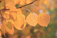 Aspen in Big Fall Creek, Bridger-Teton National Forest, Kemmerer Ranger District, USA. Original public domain image from Flickr