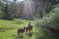 Mule carrying tools for trail maintenance. Trail to Little Silverlead, Salmon-Challis National Forest, USA. Original public domain image from Flickr