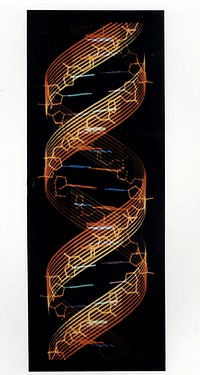 The Structure of the Genetic Script. In the body, DNA usually takes the form of a highly regular double-stranded helix, shown here in a computer-generated reconstruction. Original public domain image from Flickr