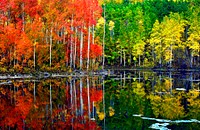 Aspen clones variation at Twin Ponds, Richfield Ranger District, Fishlake National Forest, USA Original public domain image from Flickr