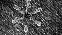 Fresh Utah Snowflake, a Stellar Dendrite. Ogden Ranger District, UT. Uinta-Wasatch-Cache National Forest, USA. Original public domain image from Flickr