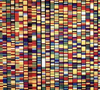 This is an image from an Applied Biosystems Model 373A DNA Sequencer after digital processing and enhancement. Each of the 24 vertical lanes represents a different DNA sample. Original public domain image from Flickr