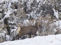 Bighorn SheepBighorn Ram walking in snow against a snow covered hillside. Sheep Creek Geological Loop, Flaming Gorge Ranger District, Ashley National Forest. Photo by Daniel Abeyta, 10-25-2012. Credit: US Forest Service. Original public domain image from Flickr