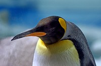 King penguins are slightly smaller and lighter than their southern relative, the emperor penguin, making them the second largest penguin species. Adults have bright golden-orange spoon-shaped head markings on both sides of the neck, grading to paler orange on the upper breast, fading to yellow, then white. The rest of the head, chin and throat are black with greenish sheen, the back is silvery-grey, and the belly is satin white. Original public domain image from Flickr