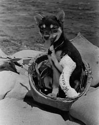 Dog with cast on leg. Original public domain image from Flickr