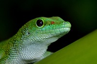 Madagascan Day Gecko. Most comfortable in hot and humid climates, the Madagascan giant day gecko is right at home in the Tropical Forest. Hailing from the rainforest, grasslands and plantations of northern Madagascar, this gecko is also found on the Seychelles Islands. Original public domain image from Flickr