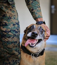 Marine's Best Friend. Azra, a military working dog aboard Marine Corps Air Station Iwakuni, Japan. Original public domain image from Flickr