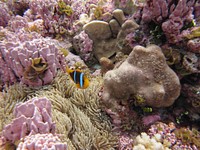 Pink coral at Rose Atoll. Original public domain image from Flickr