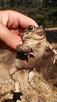 California Toad. A common species occupying a wide variety of habitats, this toad can be frequently encountered during the wet season on roads or near water. Original public domain image from <a href="https://www.flickr.com/photos/santamonicamtns/12310757116/" target="_blank">Flickr</a>