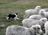 Mustering Shepherds in the high country use teams of dogs to help them muster stock off the hills for shearingand weaning. The sheepdogs make it possible for one or two men to handle mobs of thousands of sheep. Original public domain image from Flickr