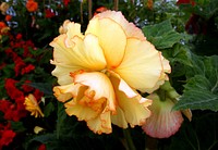 Yellow Begonia is a genus of perennial flowering plants in the family Begoniaceae. The genus contains about 1,400 different plant species. The Begonias are native to moist subtropical and tropical climates. Original public domain image from Flickr