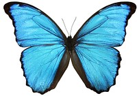 Beautiful butterfly on white background. Free public domain CC0 image. 