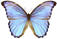 Beautiful butterfly on white background. Free public domain CC0 image. 