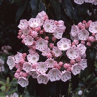 Mountain laurel flowers. Free public domain CC0 iamge.