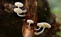 Honey Mushroom or Oudemansiella austrororida in the forest. Original public domain image from Flickr