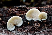 Crepidotus versutus, commonly known as the evasive agaric, is a species of fungi in the family Crepidotaceae.
