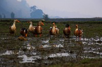 Group of mallard duck walking. Free public domain CC0 image.