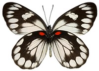 Beautiful butterfly on white background. Free public domain CC0 image.