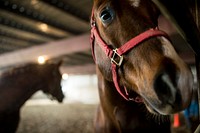 Closeup of horse. Original public domain image from Flickr