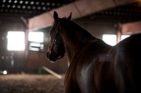 Horse in barn. Original public domain image from Flickr
