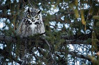 Great horned owl at Mammoth by Neal Herbert. Original public domain image from Flickr