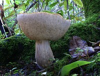 A Bolete. Original public domain image from Flickr