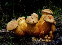 This impressive mushroom is found growing in dense clusters on stumps and logs of both hardwoods and conifers--and a number of associated species names are found growing in a dense cluster, as well.