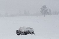 Bison covered with snow on Swan Lake Flat. Original public domain image from Flickr