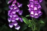 Digitalis purpurea (foxglove, common foxglove, purple foxglove or lady's glove)