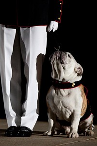 The U.S. Marine Corps mascot, an English bulldog named Lance Cpl. Chesty XIV, participates in an Evening Parade at Marine Barracks Washington in Washington, D.C., May 2, 2014.