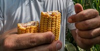 Philip Marek checks the health of a crop of #2 yellow corn at his father's farm in Wharton County, TX on Jun. 20, 2013.