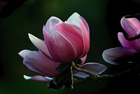 Magnolia campbellii, Campbell's Magnolia, is a species of Magnolia that grows in sheltered valleys in the Himalaya from eastern Nepal, Sikkim and Assam, India, east to southwestern China and south to northern Myanmar. Original public domain image from Flickr