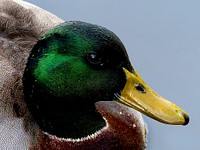 Mallards are the ducks that gather en masse whenever bread is thrown out at an urban pond. Drakes are about 10% larger than females. Original public domain image from Flickr